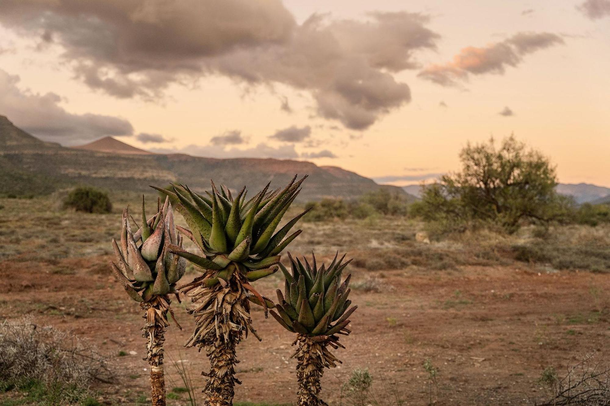 Graaff-Reinet Samara Karoo Reserve מראה חיצוני תמונה