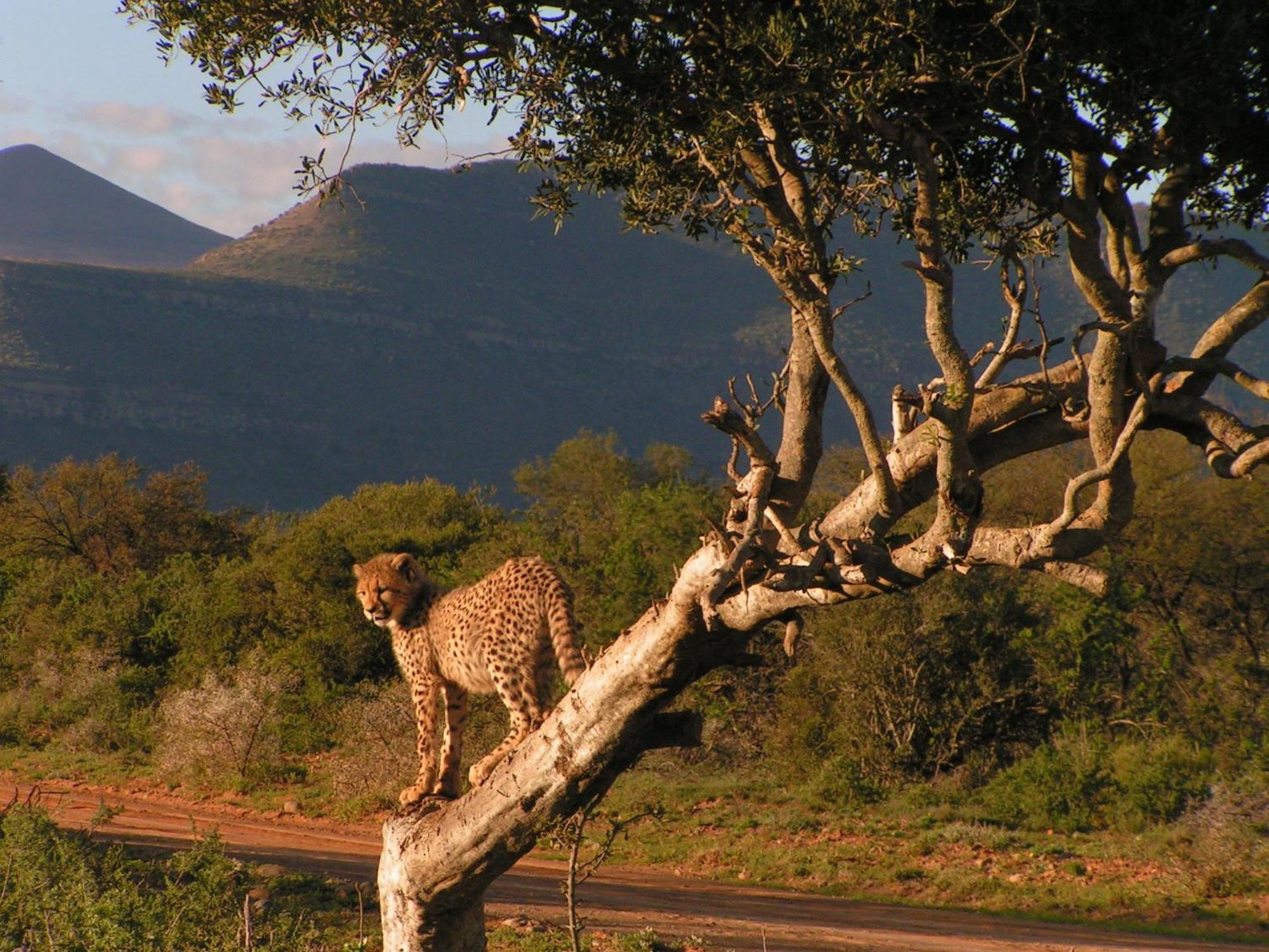 Graaff-Reinet Samara Karoo Reserve מראה חיצוני תמונה